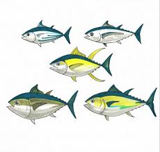 Tuna Species