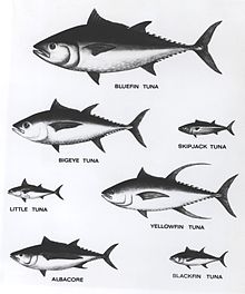 tuna-species