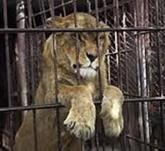 Canned Hunting Exposed: Savage Cruel Bloodthirsty